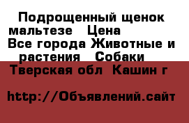 Подрощенный щенок мальтезе › Цена ­ 15 000 - Все города Животные и растения » Собаки   . Тверская обл.,Кашин г.